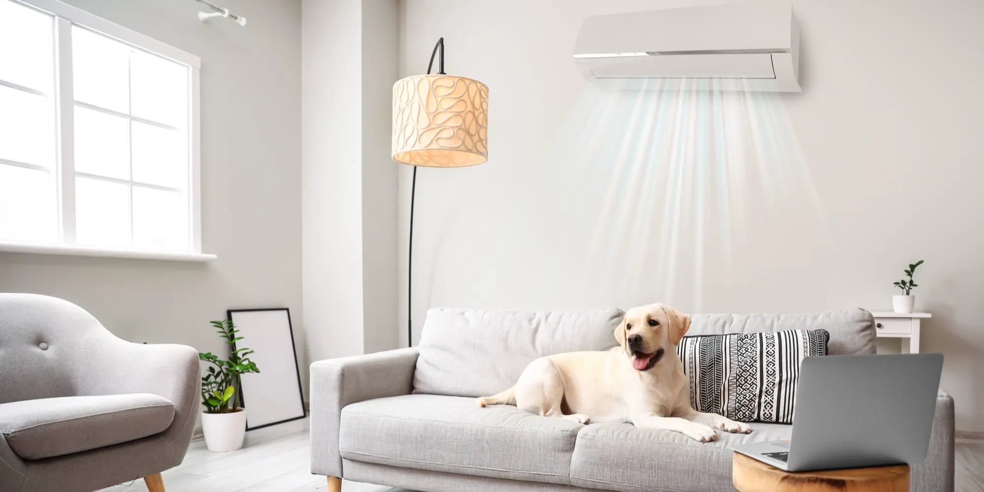 Uma sala de estar moderna com um cachorro no sofá e um ar-condicionado ao fundo.