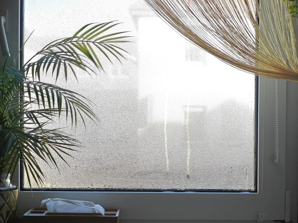 Janela interior com condensação e uma planta verde em primeiro plano, apresentando uma vista suave e turva do ambiente exterior, criando uma atmosfera serena e tranquila